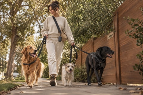 Dog walkers